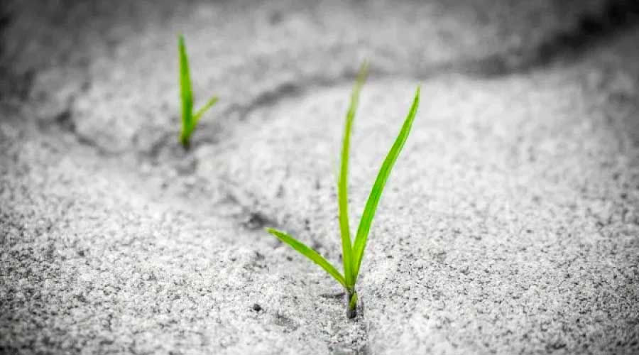 ¿Realmente la COVID-19 es buena para el medio ambiente?