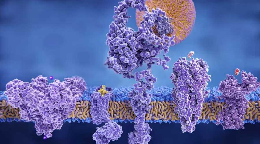 Qué son las lipoproteínas y cómo impactan en tu salud