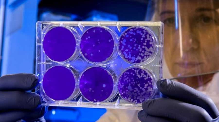 La otra cara de los virus: no sólo afectan la salud, también la protegen