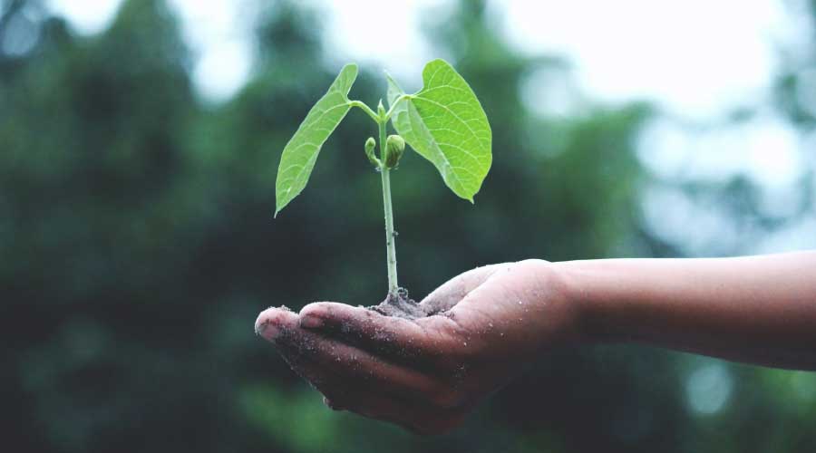 Cómo cuidar la naturaleza: respetar y conservar especies y ecosistemas