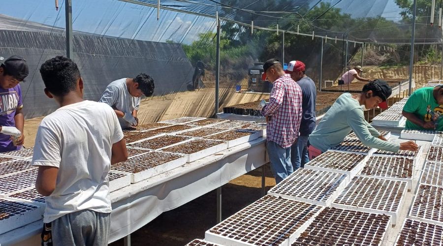 Siembra de planta de Jamaica en San José del Progreso