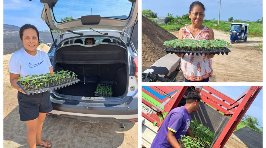 Entrega de planta de Jamaica a pequeños productores de la Costa
