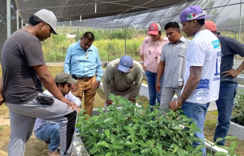 Capacitación para la producción de limón mexicano