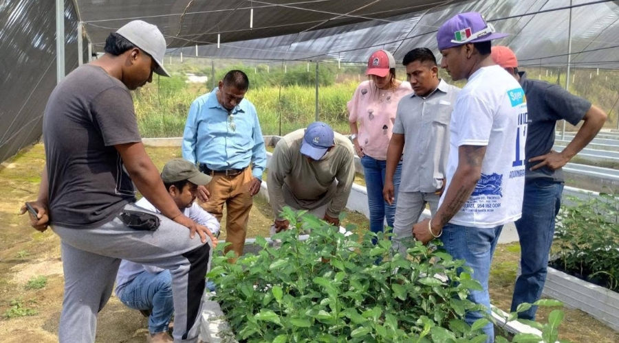 Capacitación para la producción de limón mexicano