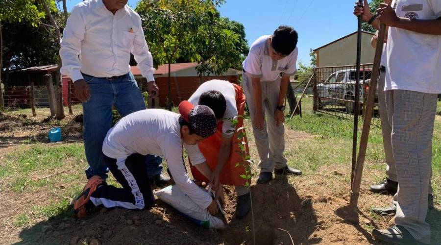 Acciones de reforestación en la secundaria No. 20