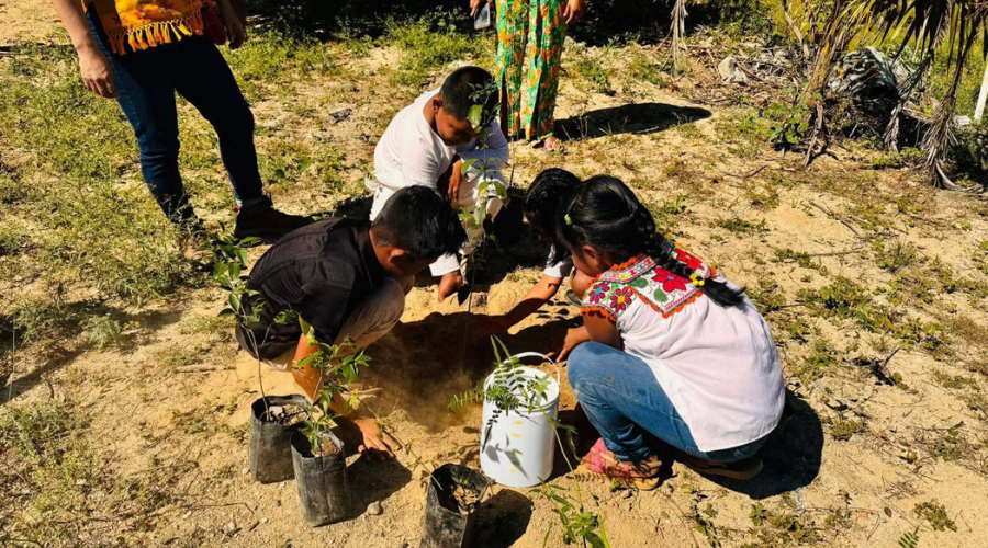 Reforestan primaria bilingüe de Jamiltepec