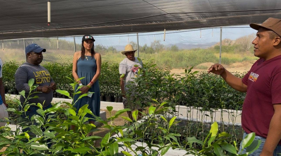 Se capacita personal de vivieron en producción de limón